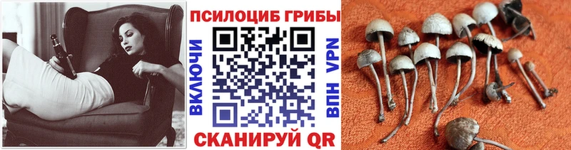 Купить где  Алексин  Псилоцибиновые грибы Psilocybe 
